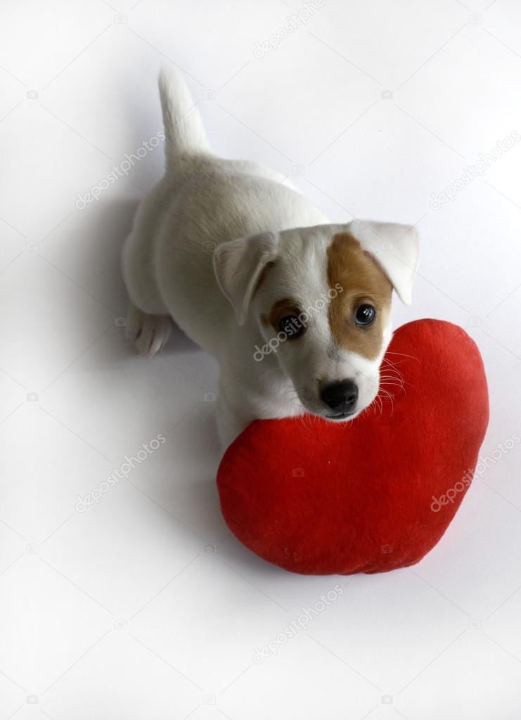 Cute dog with red valentine heart