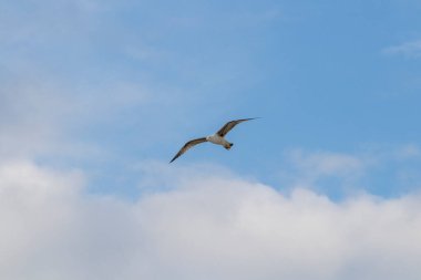 Mavimsi bir gökyüzünde bir martı uçuyor