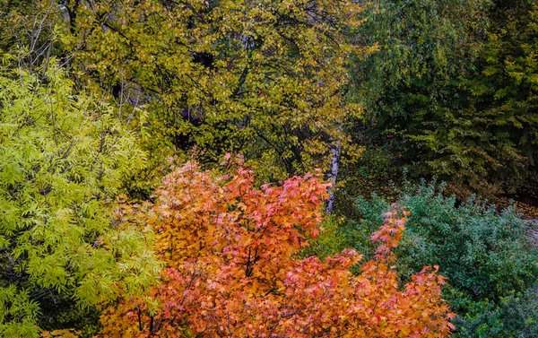 Outono colorido no parque. Perspectiva criativa — Fotografia de Stock