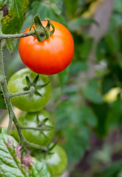 Bright tomatoes — Stock Photo, Image