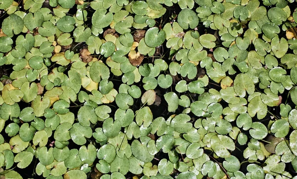 Ninfeia cintilante no jardim botânico — Fotografia de Stock