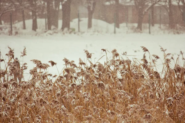雪に覆われた乾燥草 — ストック写真