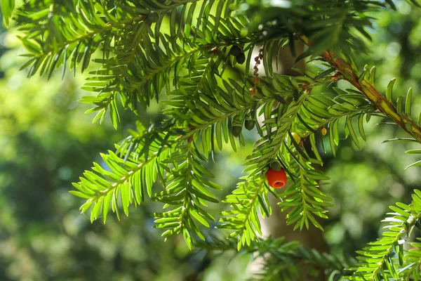 Botanik bahçesinde Metasequoia şube