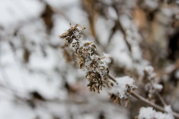 Dry flower in winter — Stock Photo, Image