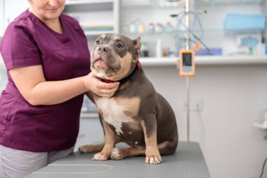 Kendine güvenen doktor modern veteriner kliniğinde tıbbi tedavi uyguluyor.