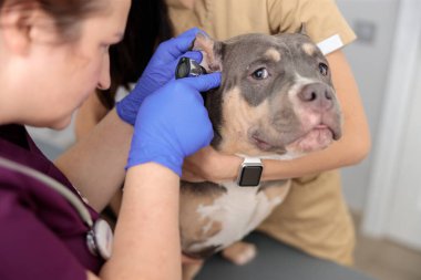 Kendine güvenen doktorlar modern veteriner kliniğinde tıbbi tedavi uyguluyorlar.