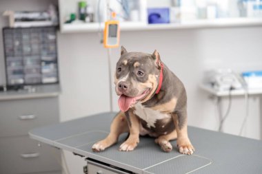 Modern veteriner kliniğinde tıbbi tedaviden sonra gülümseyen sevimli köpek.