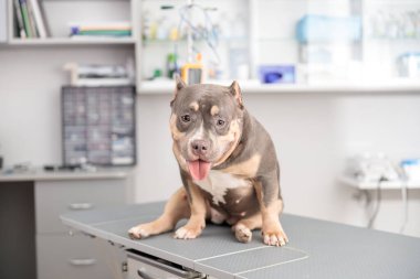 Modern veteriner kliniğinde tıbbi tedaviden sonra gülümseyen sevimli köpek.