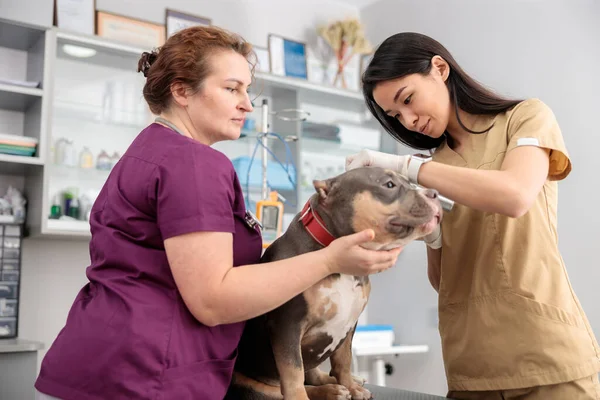 Zelfverzekerde Artsen Doen Medische Behandeling Moderne Veterinaire Kliniek — Stockfoto