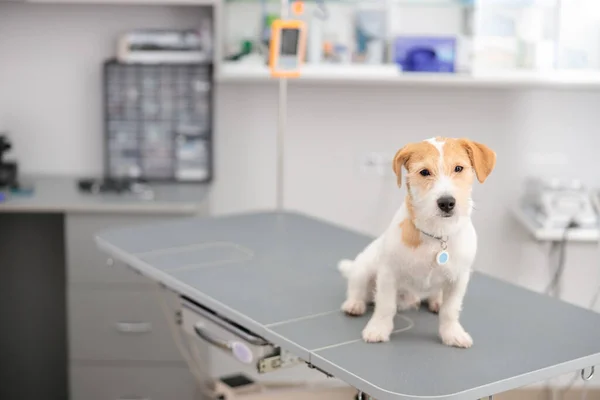 Lindo Perro Sonriente Después Del Tratamiento Médico Clínica Veterinaria Moderna — Foto de Stock