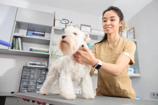 Kendine Güvenen Doktor Modern Veteriner Kliniğinde Tıbbi Tedavi Uyguluyor — Stok fotoğraf