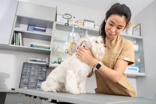 Médico Confianza Está Haciendo Tratamiento Médico Clínica Veterinaria Moderna — Foto de Stock