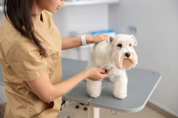 Médico Confianza Está Haciendo Tratamiento Médico Clínica Veterinaria Moderna — Foto de Stock