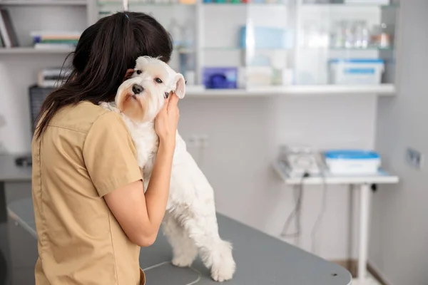 Médico Confianza Está Haciendo Tratamiento Médico Clínica Veterinaria Moderna — Foto de Stock