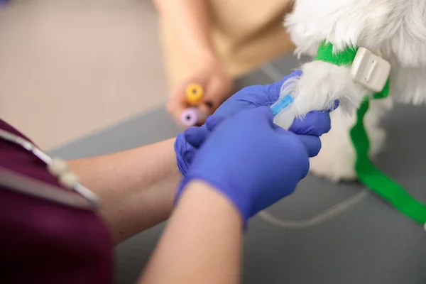 Kendine güvenen doktorlar modern veteriner kliniğinde analiz için kan alıyorlar.