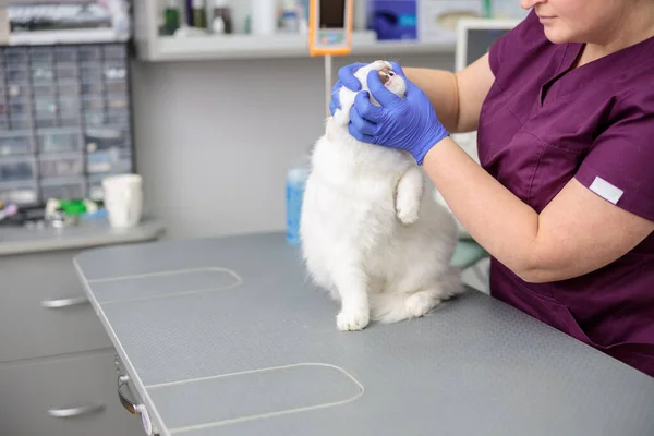 Säker Läkare Gör Medicinsk Behandling Katt Modern Veterinärklinik — Stockfoto