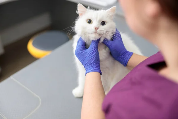 Säker Läkare Gör Medicinsk Behandling Katt Modern Veterinärklinik — Stockfoto