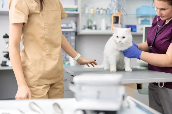 Medico Fiducioso Sta Facendo Trattamento Medico Gatto Nella Moderna Clinica — Foto Stock