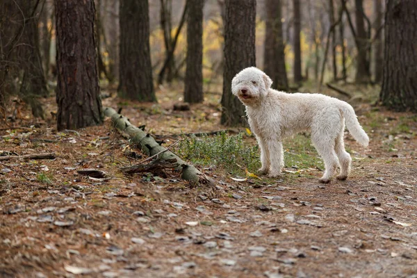 İtalyan lagotto beyaz kıvırcık köpek sonbahar ormanında yürüyüşe çıktı. 
