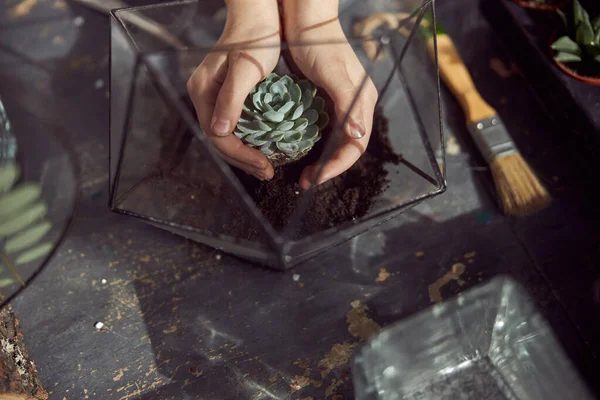 Joven niña caucásica feliz está sosteniendo una planta en sus manos en la tienda botánica — Foto de Stock