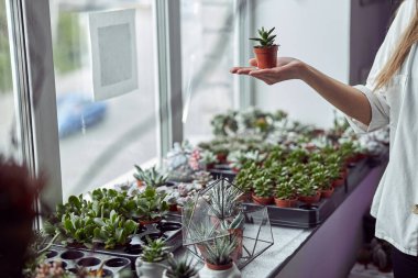 Çeşit çeşit kurutulmuş çiçekleri olan bir çiçekçi.