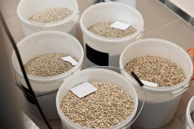 Kahve işleniyor. Roastery, kızartma makinesi ve taze fasulye.