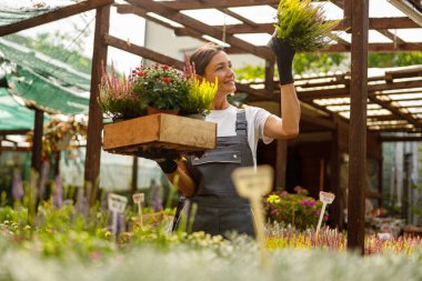Neşeli bir kadın neşeyle bir bahçe merkezinde yürür. Elinde ahşap bir kutu canlı ve renkli bitkilerle.