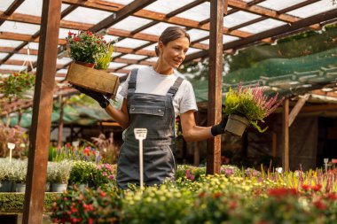 Kendini işine adamış ve işine odaklanmış bir bahçıvan güzel düzenlenmiş bir çiçekçide göz kamaştırıcı bir çiçek sergiliyor.