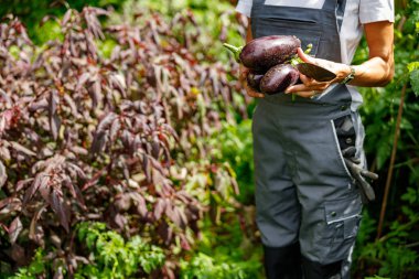 Bir bahçıvan gururla taze hasat edilmiş patlıcanları tutar. Etrafı canlı yeşil yapraklarla çevrilidir.