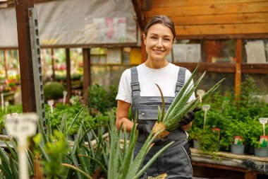 Dost canlısı bir kadın renkli ve canlı bir sera ortamında çeşitli aloe vera bitkileriyle mutlu bir şekilde ilgileniyor.