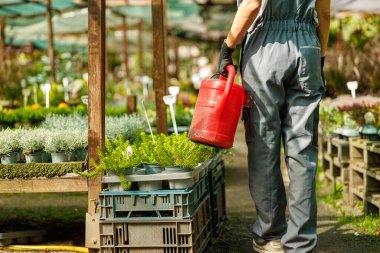Bir bahçıvan, sağlıklı ve büyümelerini desteklemek için canlı bir fidanlıkta, yemyeşil bitkileri sulayarak yürür.