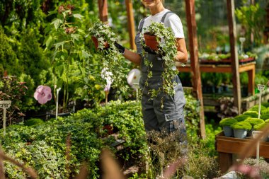 Kendini işine adamış bir bahçıvan, rahat bir serada canlı bitkiler yetiştirir, büyüme ve refah için bir ortam oluşturur.