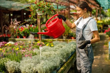 Bir kadın canlı bir çiçek fidanlığındaki parlak kırmızı sulama kutusunu kullanarak güzel çiçeklerini şefkatle besliyor.