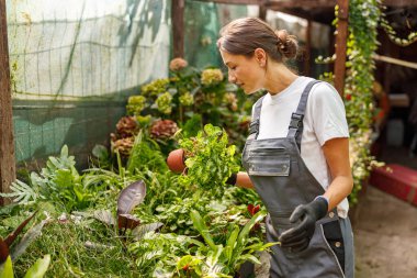 Odaklanmış bir bahçıvan, canlı ve renkli bir serada gelişen çeşitli taze bitkileri dikkatle inceler.