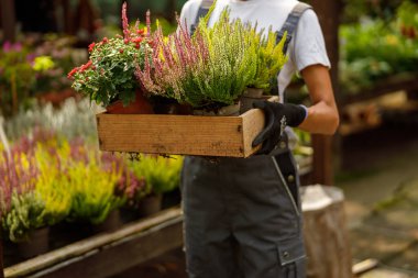 Güzel, yemyeşil bir bahçede, yetenekli bir bahçıvan dikkatli bir şekilde ahşap bir sandık dolusu canlı, saksı bitkileri tutar.