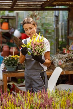 Odaklanmış bir bahçıvan, sanatını sergilemek için serada çarpıcı bir çiçek çeşitliliği düzenler.