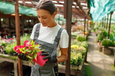 Eldiven giyen bir kadın canlı ve canlı bir bahçe merkezindeki güzel çiçeklere hayranlıkla bakarken görülüyor.