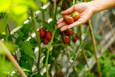 Bir el, gelişen bir bahçeden olgun ve sulu domatesleri dikkatlice seçiyor ve ev bahçıvanlığının saf neşesini gösteriyor.