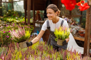 Özverili bir kadın, yemyeşil bir fidanlıkta çeşitli canlı çiçeklerle ilgilenir. İşinin tadını çıkarır.