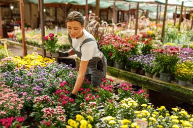 Canlı ve canlı bir pazar atmosferinde güzel çiçekleri ustalıkla düzenleyen ve düzenleyen bir kadın.