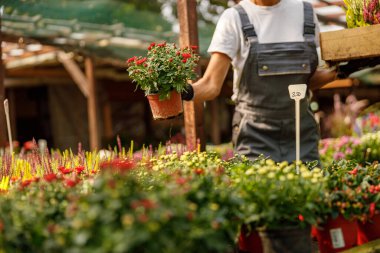 Yetenekli bir bahçıvan canlı ve hareketli bir pazar ortamında canlı saksılar sergiliyor.