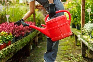 Çalışkan bir bahçıvan gelişmekte olan bir seradaki kırmızı sulama kutusuyla çeşitli renkli çiçeklerle ilgileniyor.