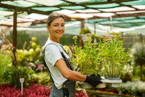 Neşeli bir kadın bahçıvan canlı ve hayat dolu bir serada saksı bitkileri taşıyor.