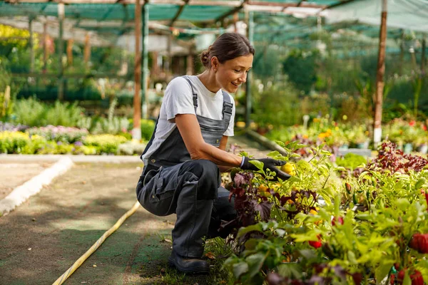 Kendini adamış bir kadın hayat dolu renkli ve gelişen bir serada bir dizi taze sebzeyle dikkatlice ilgilenir.