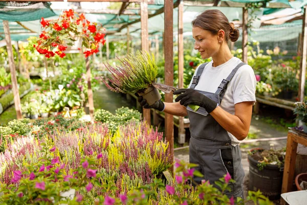 Eldiven takan odaklanmış bir kadın canlı bir çiçekçide çeşitli renkli bitkilerle özenle ilgileniyor.