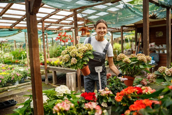 Neşeli ve hevesli bir çiçekçi. Güzel bir bahçede canlı ve renkli çiçekler düzenliyor.
