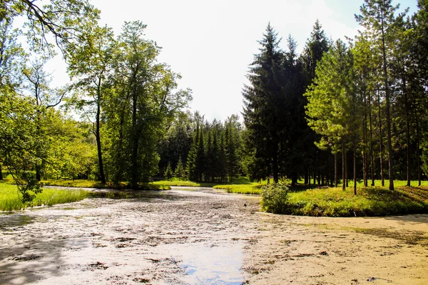 Swamp — Stock Photo, Image