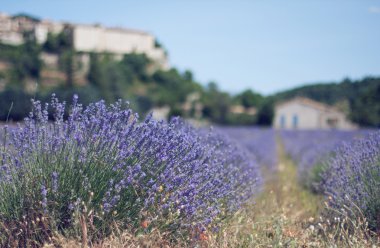 Lavanta alanın sault Provence yakınındaki Vintage Fotoğraf