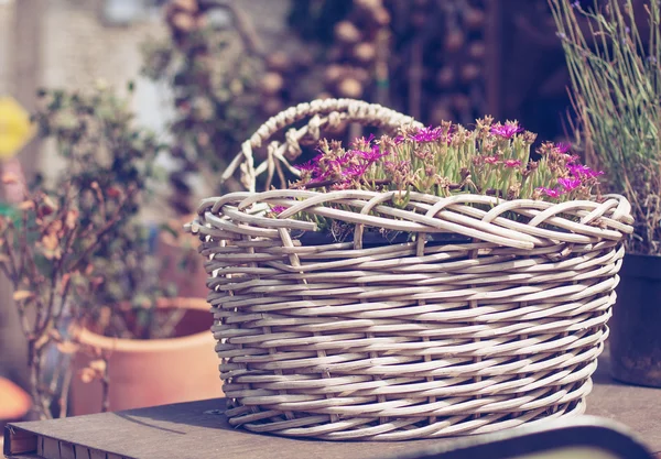 Basket of flowers in Provence