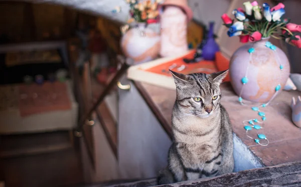 Gatto che si siede all'ingresso di un negozio a Roma, Italia — Stok fotoğraf